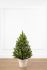 Литая Лапландская ель в горшке 0,7 м весенняя