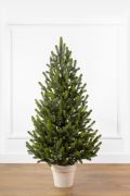 Литая Венская ель в горшке 1.1 м весенняя