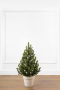 Литая Венская ель в горшке 0,7 м весенняя